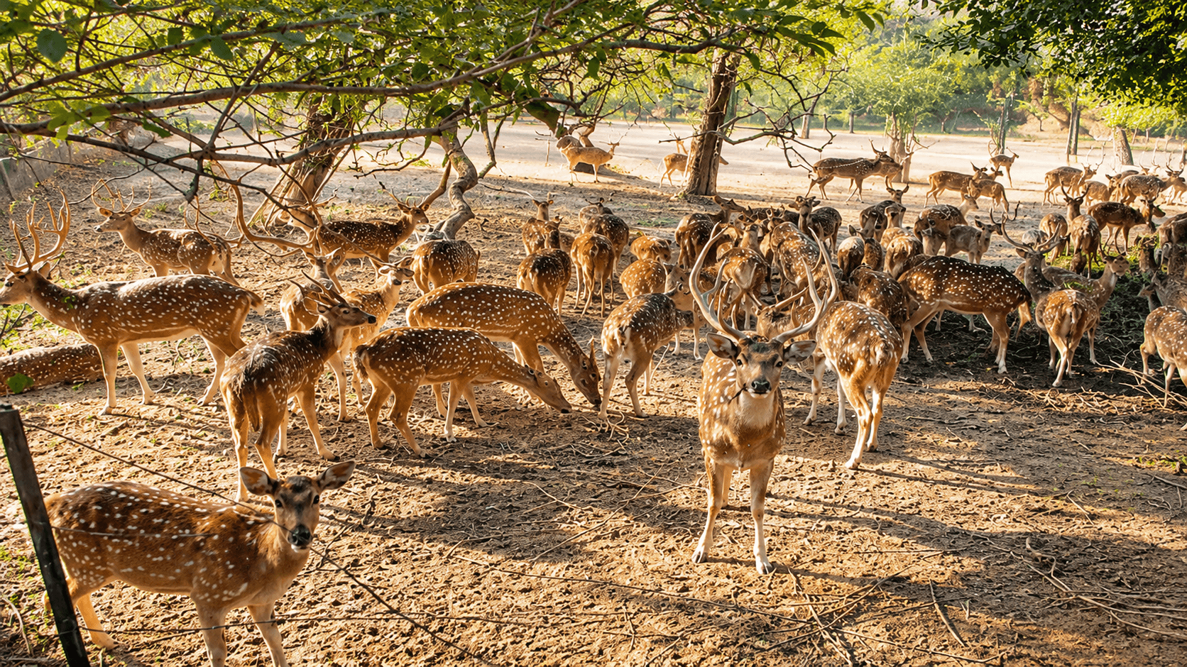 Spotted deer resting under trees in the Deer Park enclosure near Green Park, Delhi
